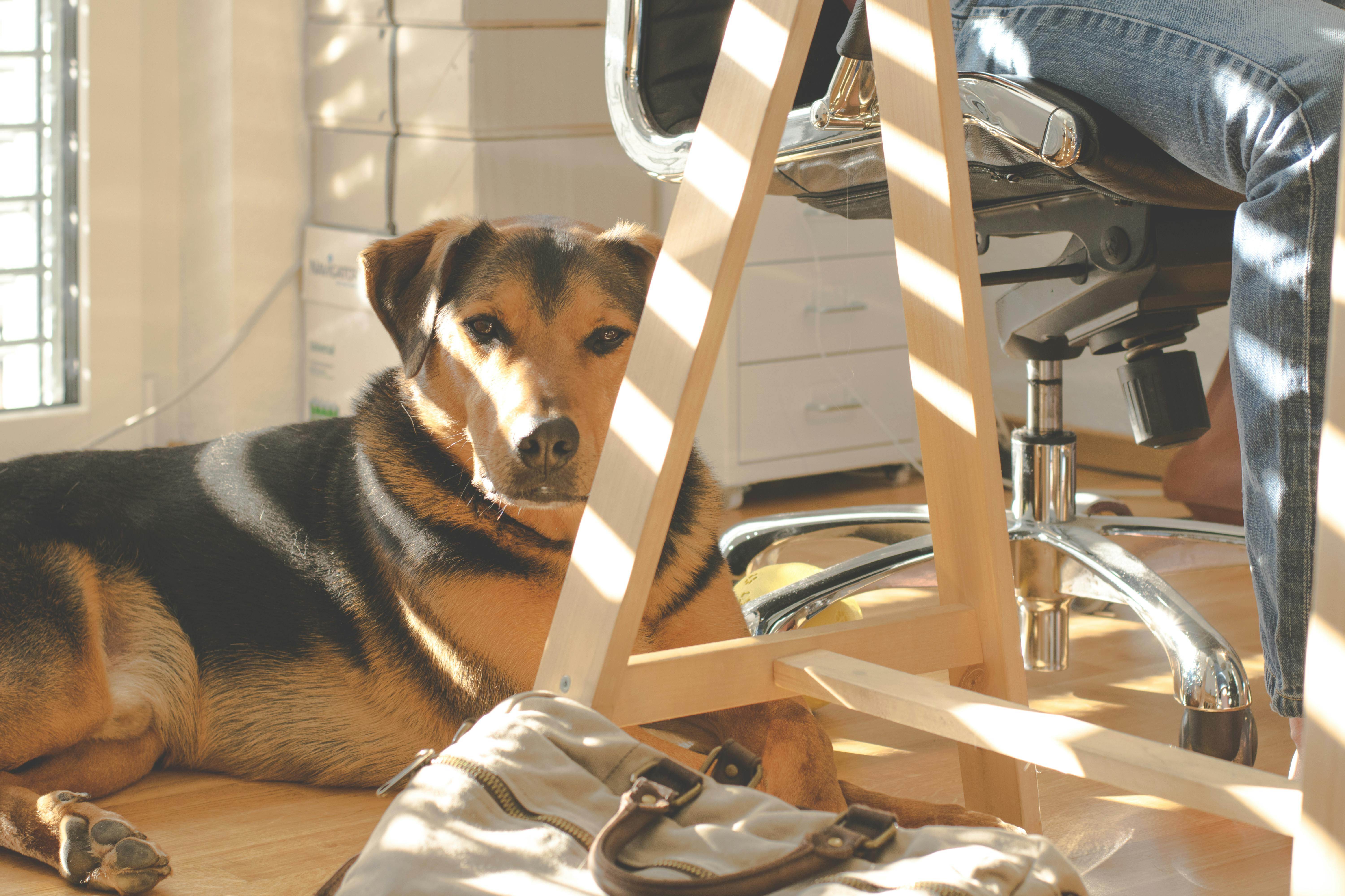 Pet Your Stress Away Sessions 